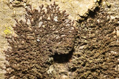 Frullania dilatata, photographed by Stephen James McWilliam
