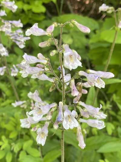 Penstemon brevisepalus, photographed by Asher P Higgins