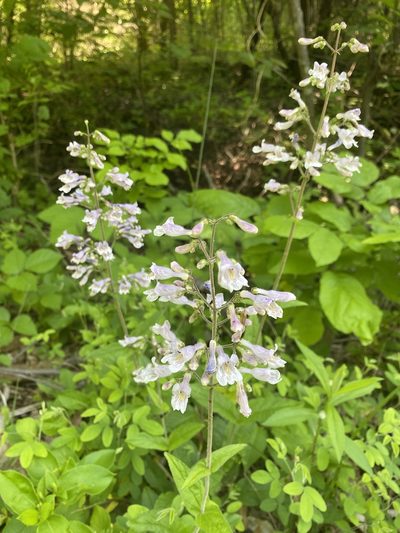 Penstemon brevisepalus, photographed by Asher P Higgins