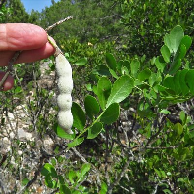 Dermatophyllum secundiflorum, photographed by Annika Lindqvist