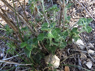 Marrubium vulgare, photographed by Annika Lindqvist