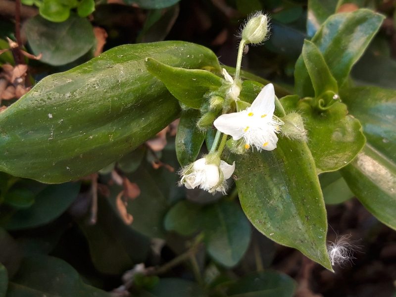 Tradescantia fluminensis, photographed by Rafael Medina