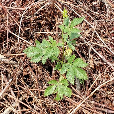 Humulus scandens, photographed by Robert Hoard