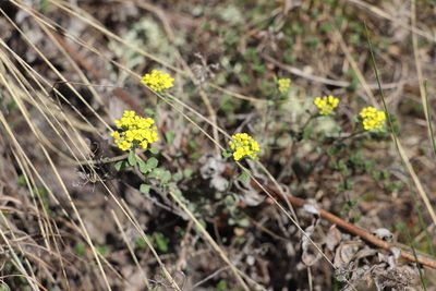 Odontarrhena obovata, photographed by Nina Filippova
