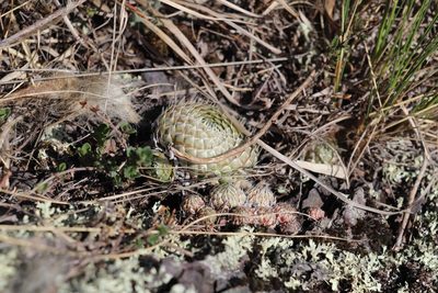 Orostachys spinosa, photographed by Nina Filippova