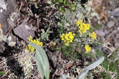 Odontarrhena obovata, photographed by Nina Filippova