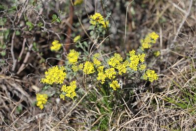 Odontarrhena obovata, photographed by Nina Filippova