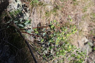 Euphorbia alpina, photographed by Nina Filippova