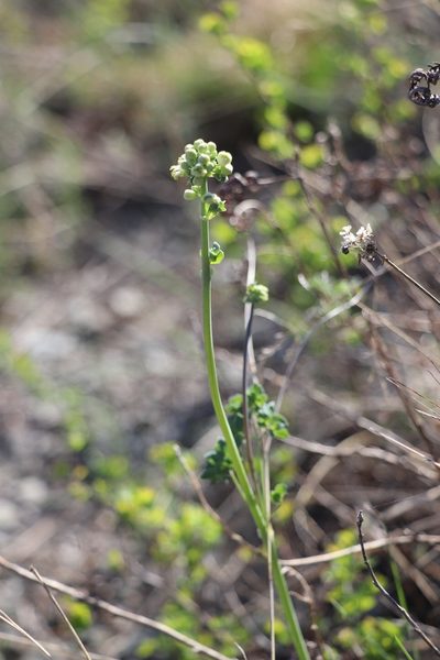 Thalictrum petaloideum, photographed by Nina Filippova