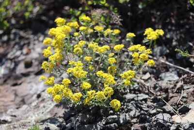 Odontarrhena obovata, photographed by Nina Filippova