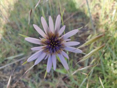 Tragopogon porrifolius, photographed by Alexander Wentworth