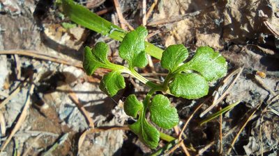 Sceptridium multifidum, photographed by Tatiana Strus