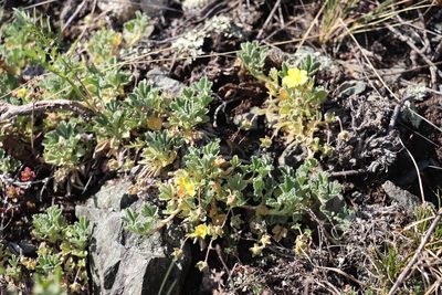 Potentilla acaulis, photographed by Nina Filippova