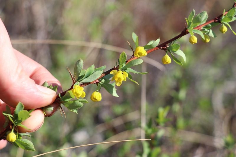 Berberis sibirica, photographed by Nina Filippova
