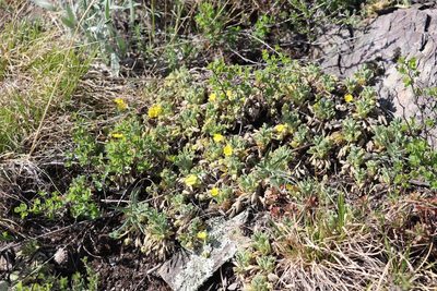 Potentilla acaulis, photographed by Nina Filippova