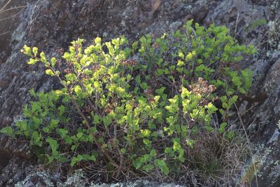 Spiraea trilobata, photographed by Nina Filippova
