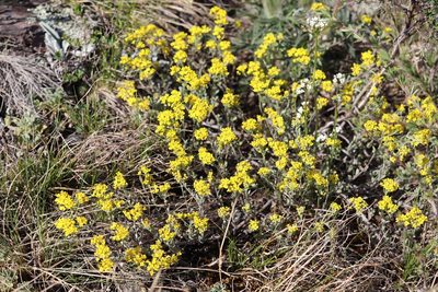 Odontarrhena obovata, photographed by Nina Filippova