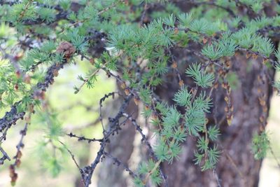 Larix sibirica, photographed by Nina Filippova
