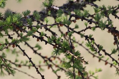 Larix sibirica, photographed by Nina Filippova