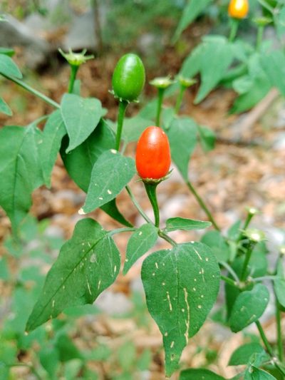 Capsicum chacoense, photographed by Max Brujula