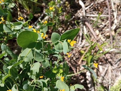 Coronilla scorpioides, photographed by Josep Gesti