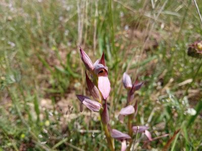 Serapias lingua, photographed by Josep Gesti