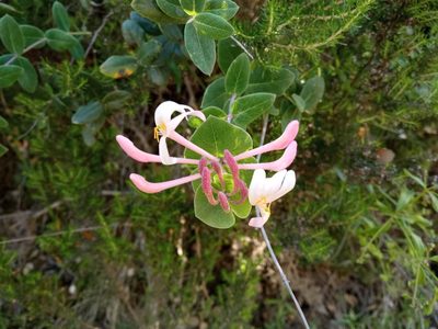 Lonicera implexa, photographed by Josep Gesti