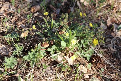 Potentilla fragarioides, photographed by Nina Filippova