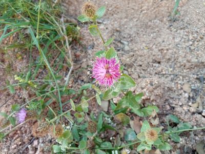 Centaurea pectinata, photographed by Josep Gesti