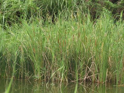 Typha angustifolia, photographed by chiuluan