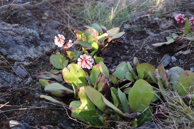 Bergenia crassifolia, photographed by Nina Filippova