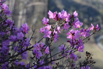 Rhododendron dauricum, photographed by Nina Filippova