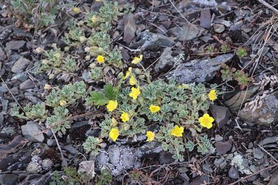 Potentilla acaulis, photographed by Nina Filippova