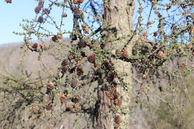 Larix sibirica, photographed by Nina Filippova