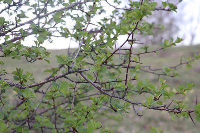Crataegus sanguinea, photographed by Nina Filippova