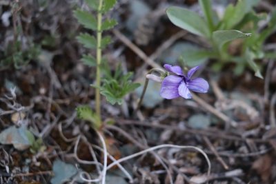 Viola dissecta, photographed by Nina Filippova
