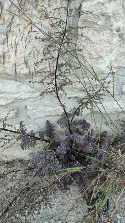 Scrophularia lucida, photographed by Quentin Groom