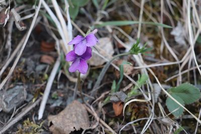 Viola dissecta, photographed by Nina Filippova