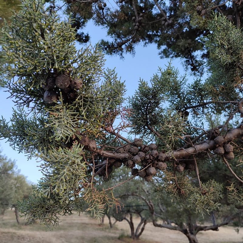 Cupressus sempervirens, photographed by Quentin Groom