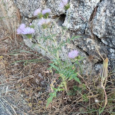 Galactites tomentosus, photographed by Quentin Groom