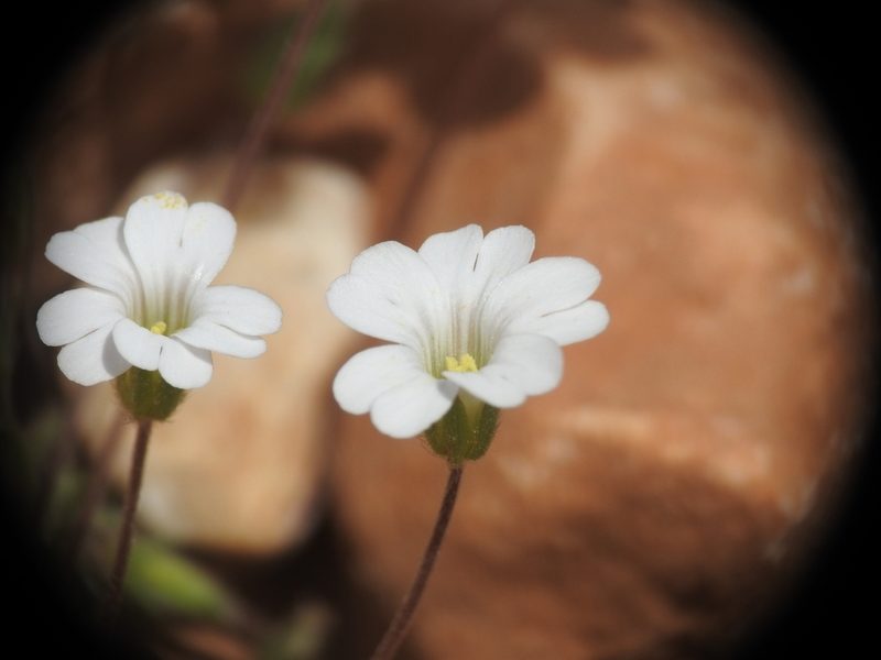 Cerastium scaposum, photographed by Yves Bas