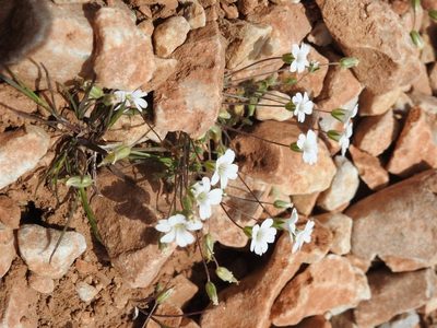 Cerastium scaposum, photographed by Yves Bas