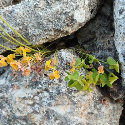 Oxalis pes-caprae, photographed by Quentin Groom