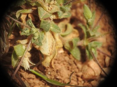 Cerastium scaposum, photographed by Yves Bas
