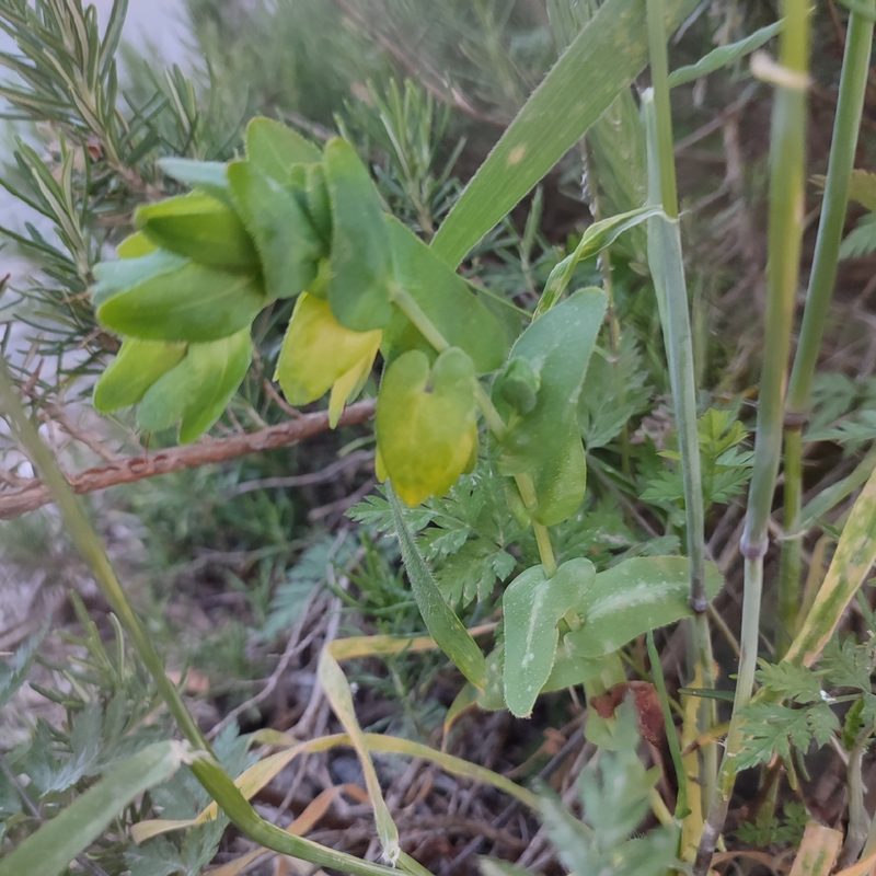 Cerinthe major, photographed by Quentin Groom