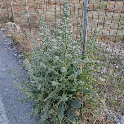 Echium italicum, photographed by Quentin Groom