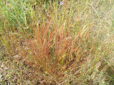 Festuca myuros, photographed by Yves Bas
