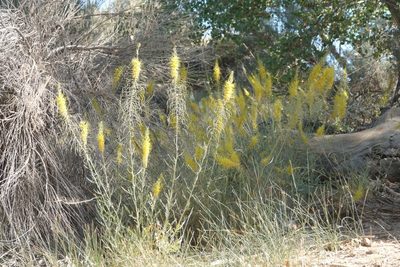 Stanleya pinnata, photographed by Kimball Garrett