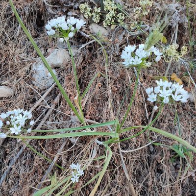Allium neapolitanum