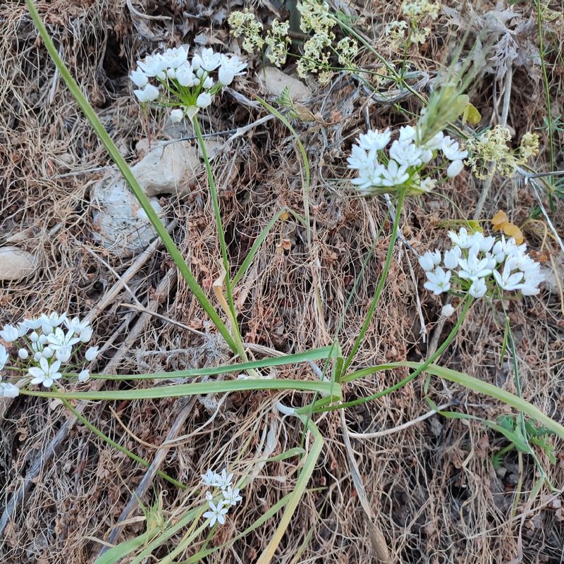 Allium neapolitanum, photographed by Quentin Groom